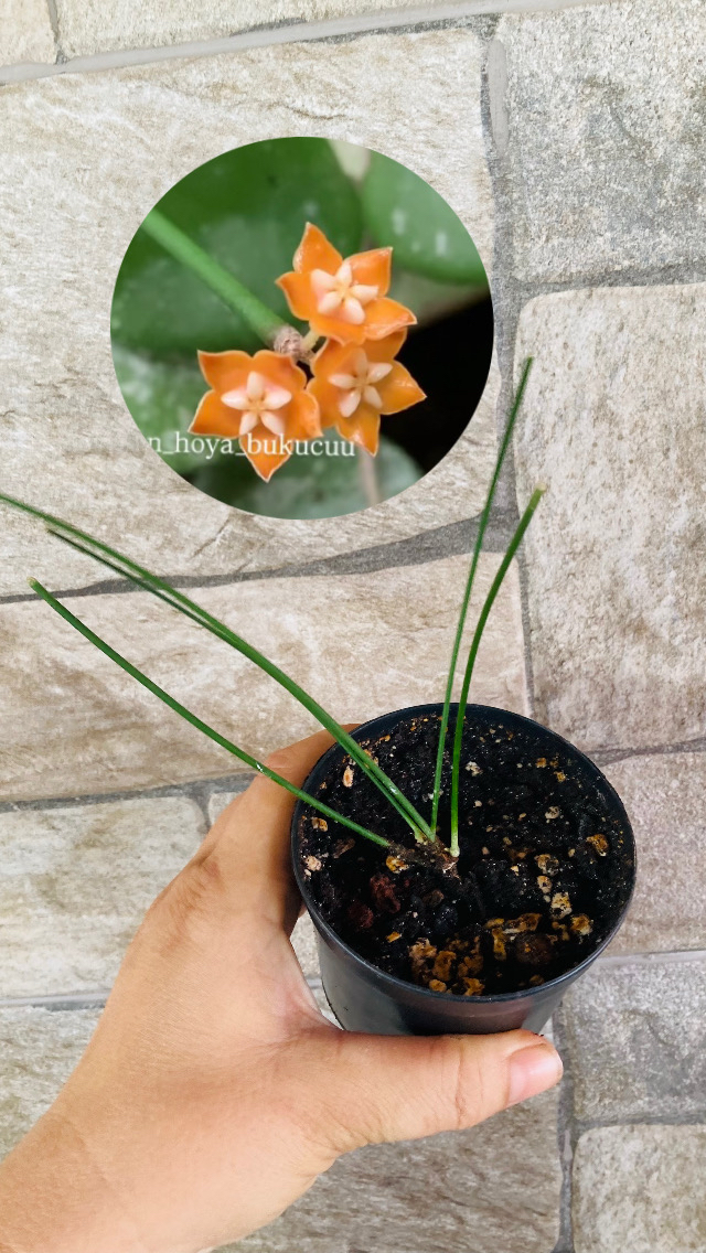 Hoya spartoides