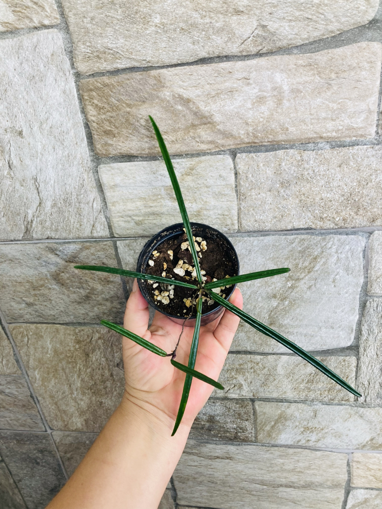 Hoya İnsularis 