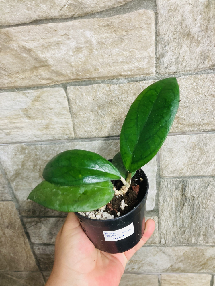 Hoya puom siam ruby