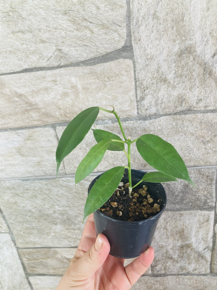 Hoya gildingii