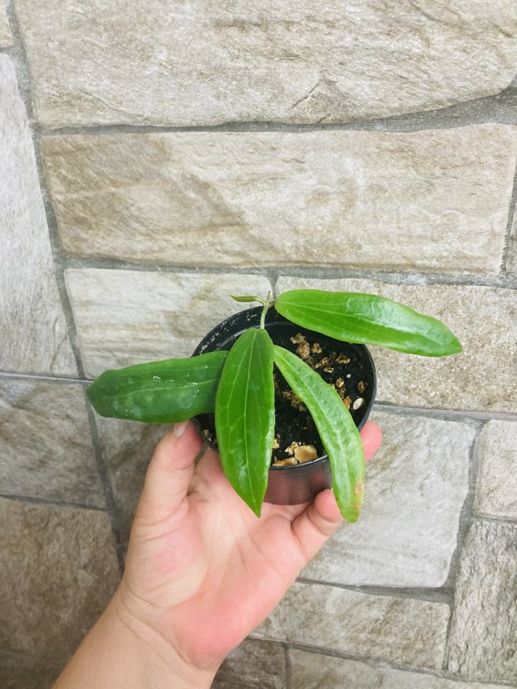 Hoya siariare red