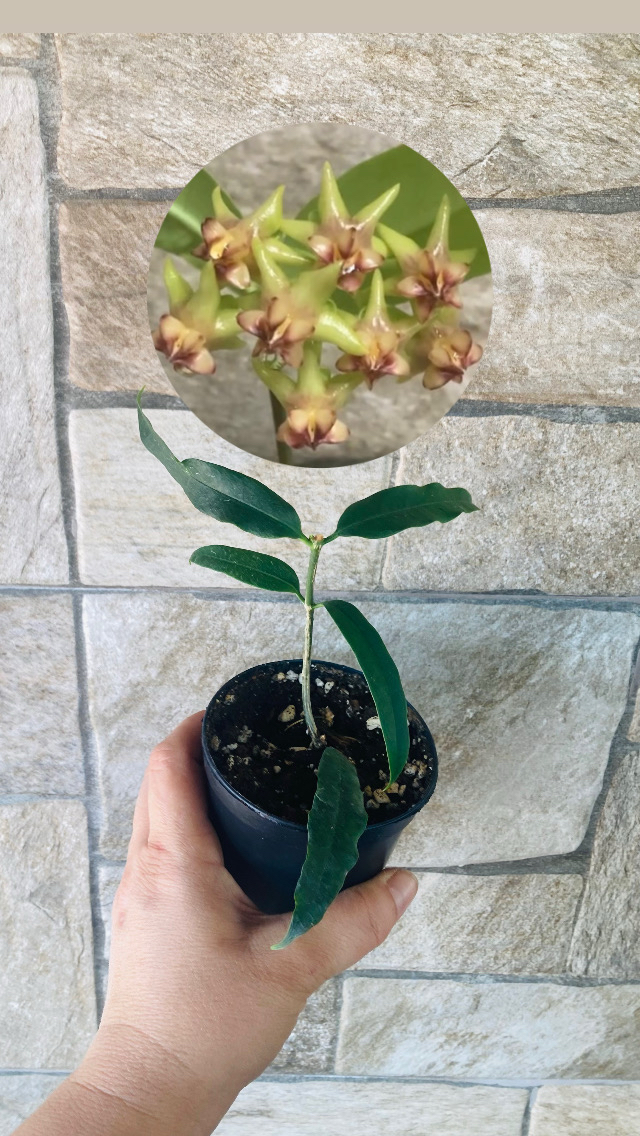 Hoya amriata 