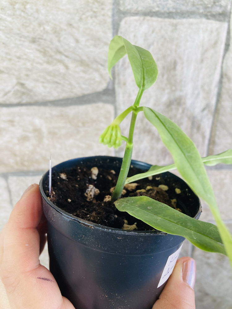 Hoya Amriata 