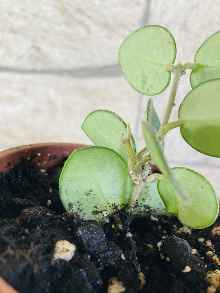 Hoya mathilde splash 