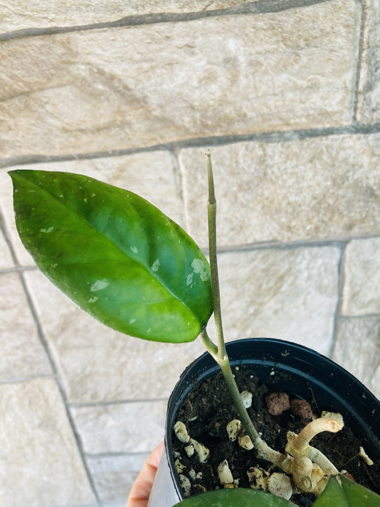 Hoya cv joy