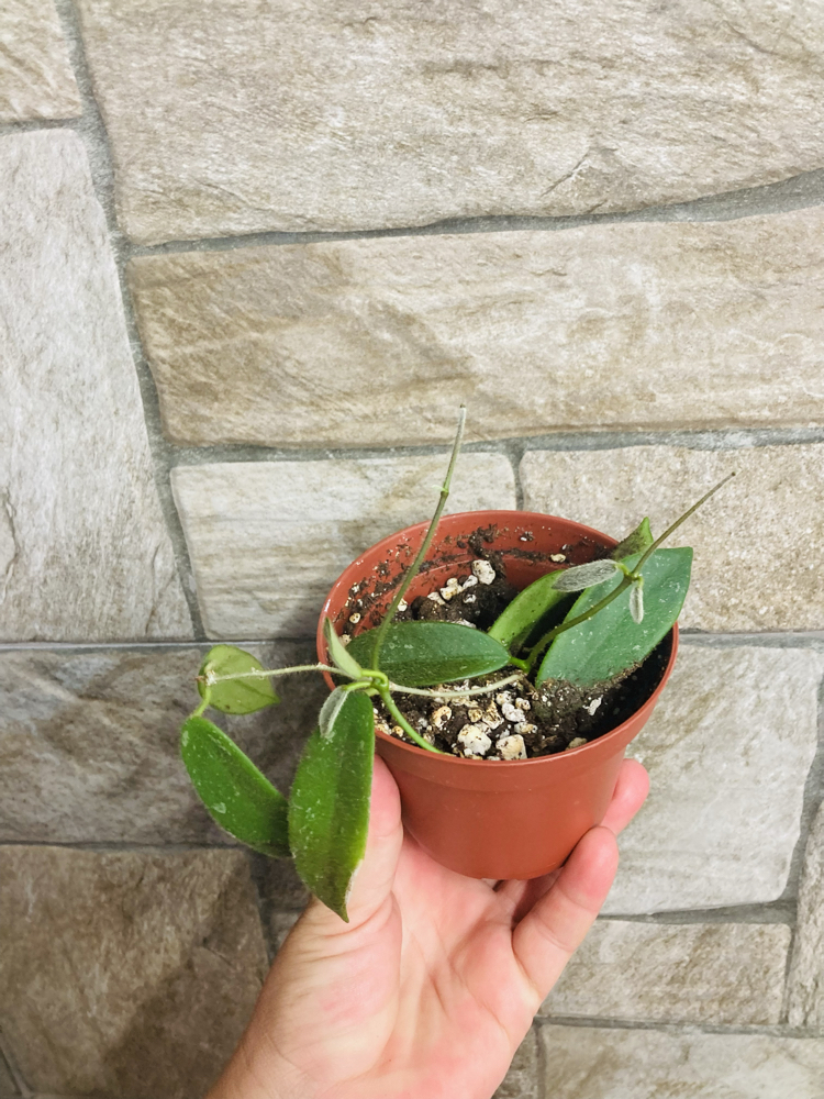 Hoya thomsonii white