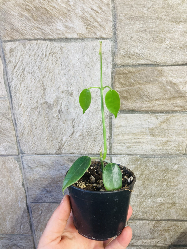 Hoya sussuela 