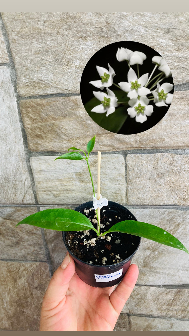 Hoya chloroleuca 
