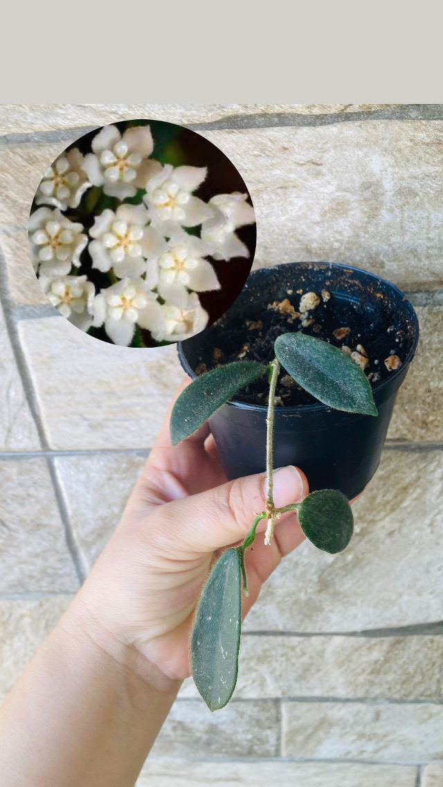 Hoya thomsonii white splash 