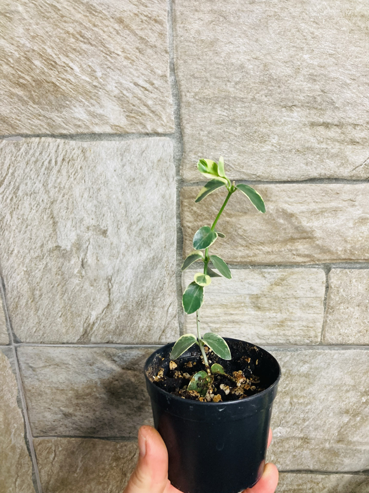 Hoya cummingiana variegate