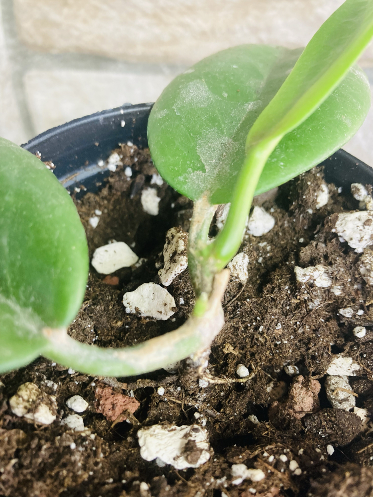 Hoya ut 029