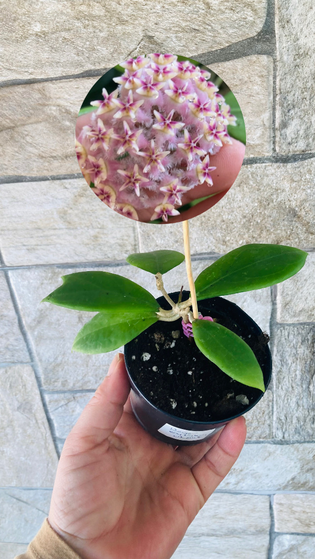 Hoya erytrostemma ut 048