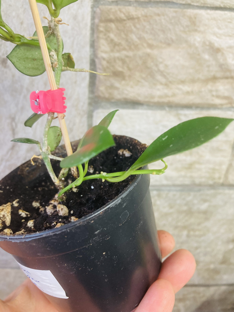 Hoya fraser hills