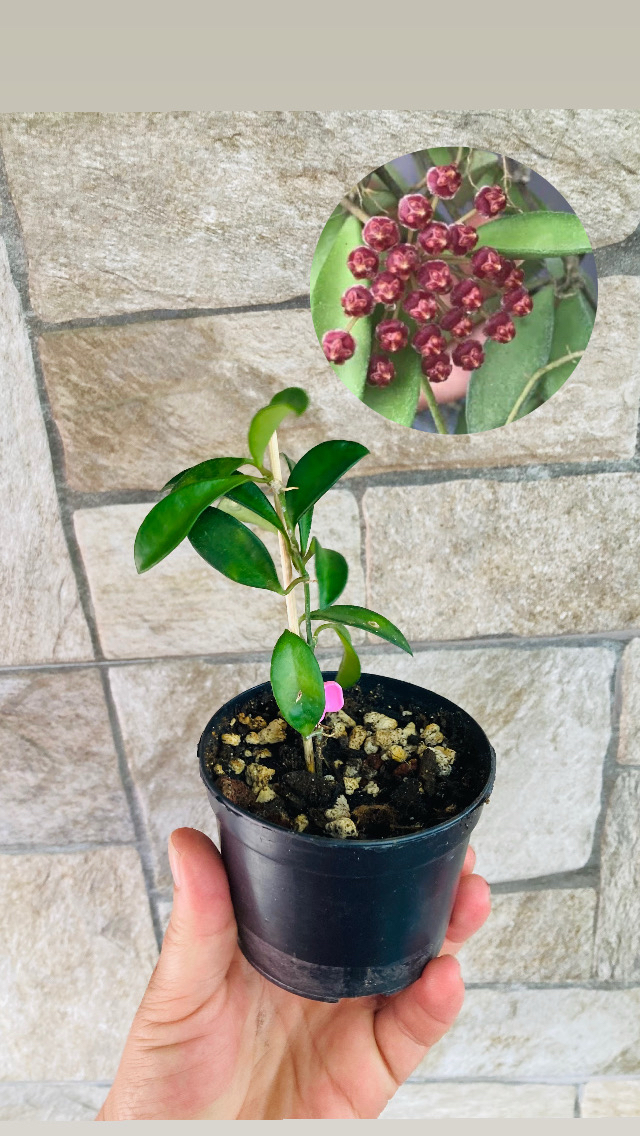 Hoya mini kentina