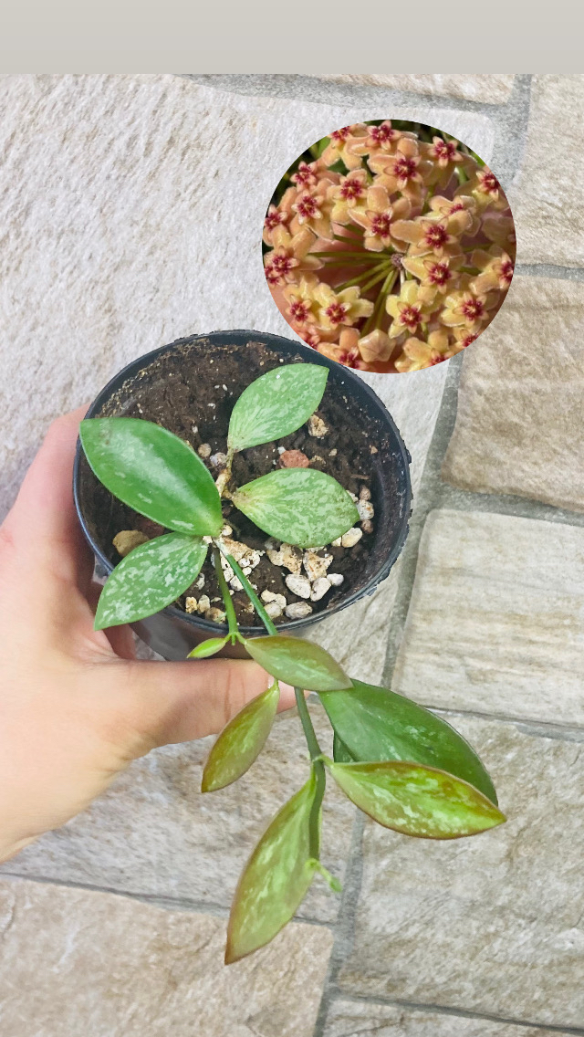 Hoya collina ir 26