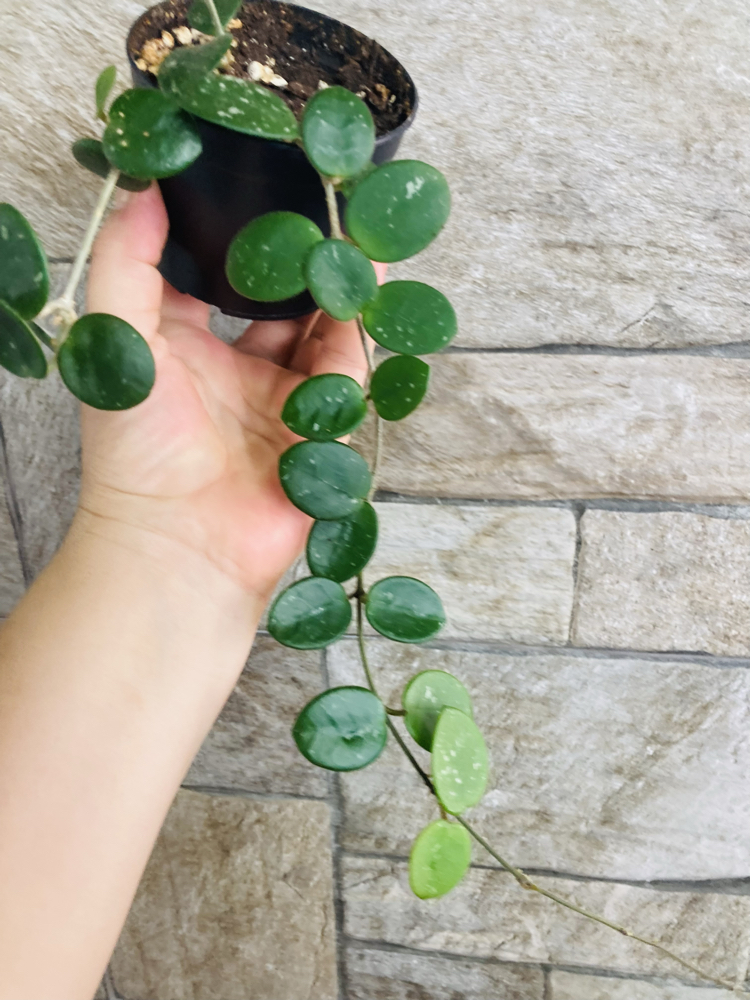 Hoya mathilde