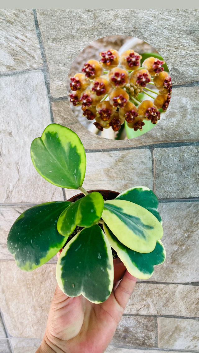 Hoya kerrii variegate