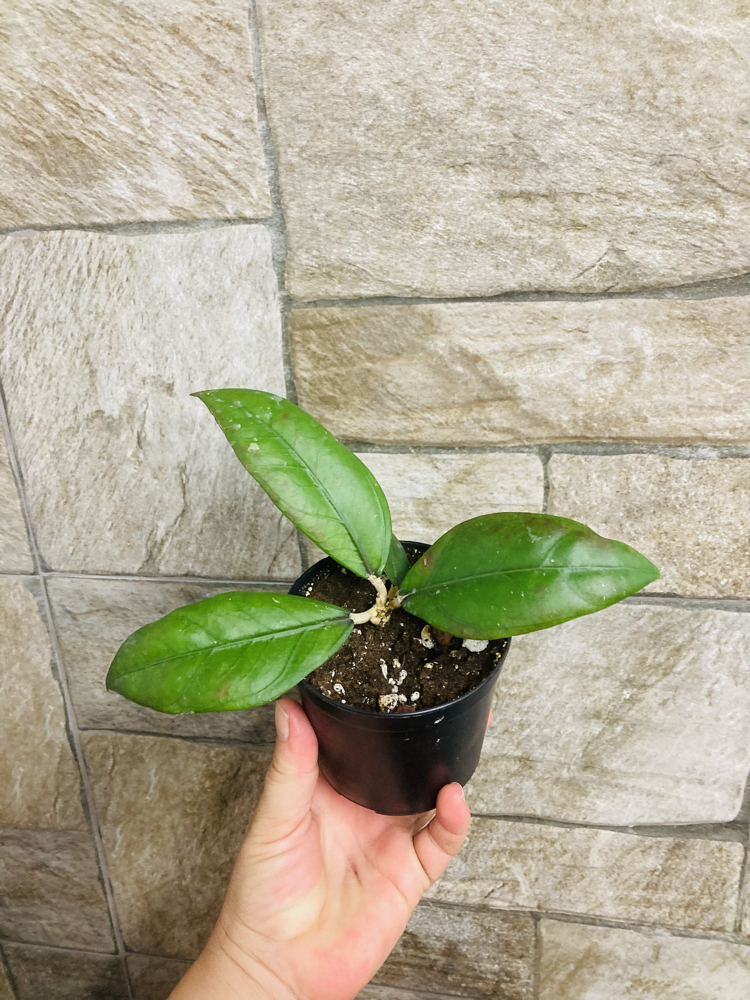 Hoya sp aceh gomas