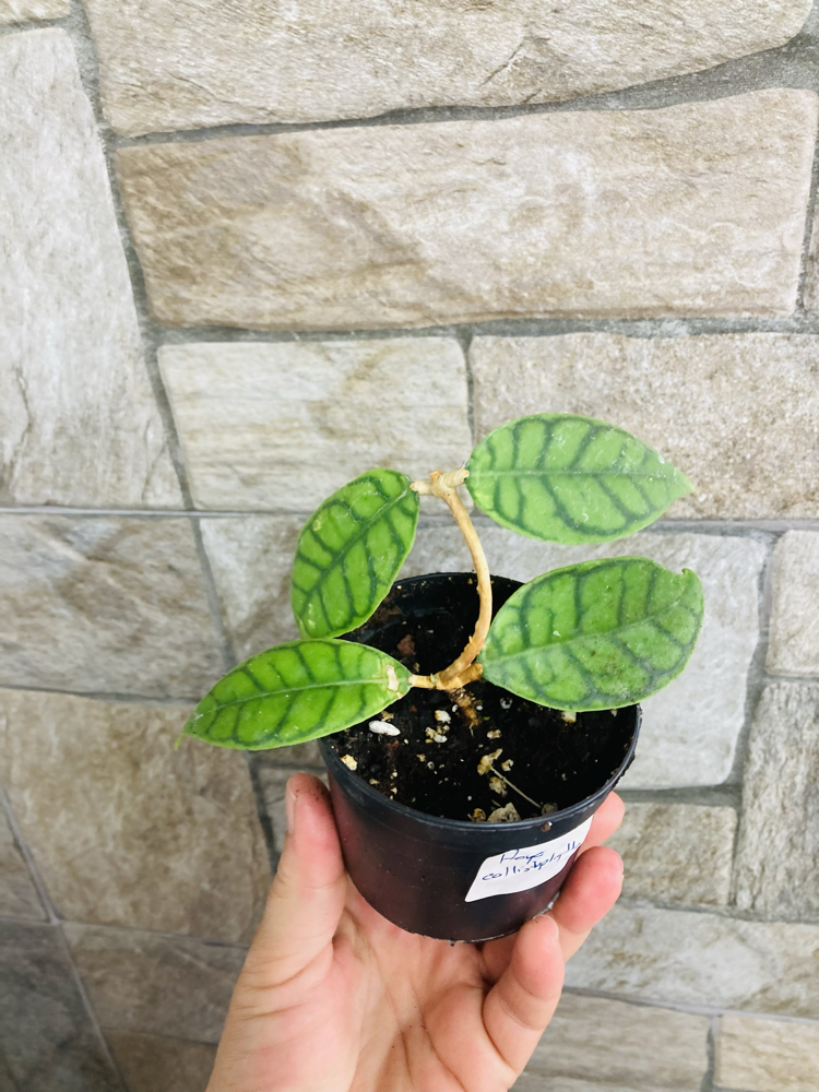 Hoya callistophylla 