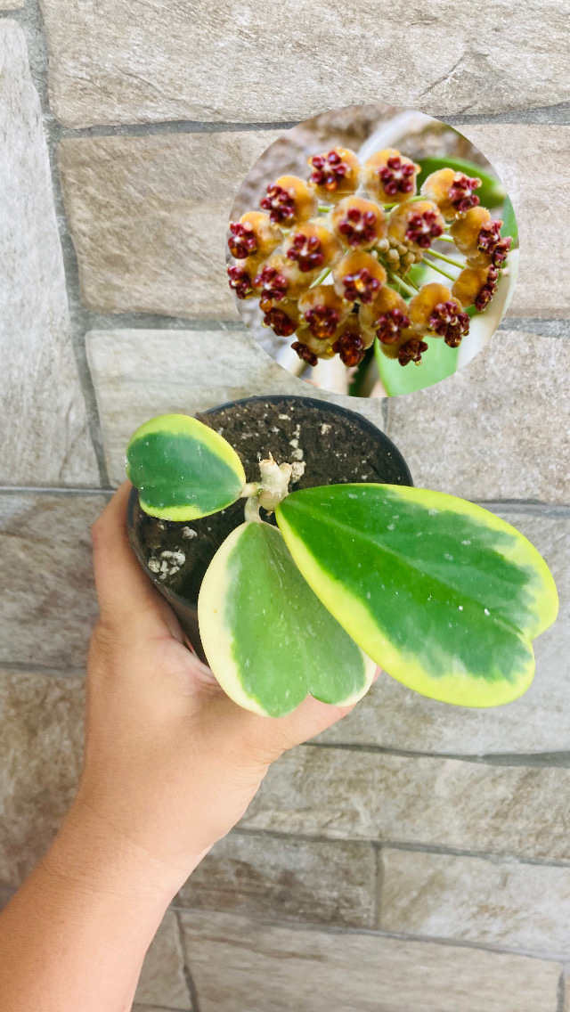 Hoya kerrii