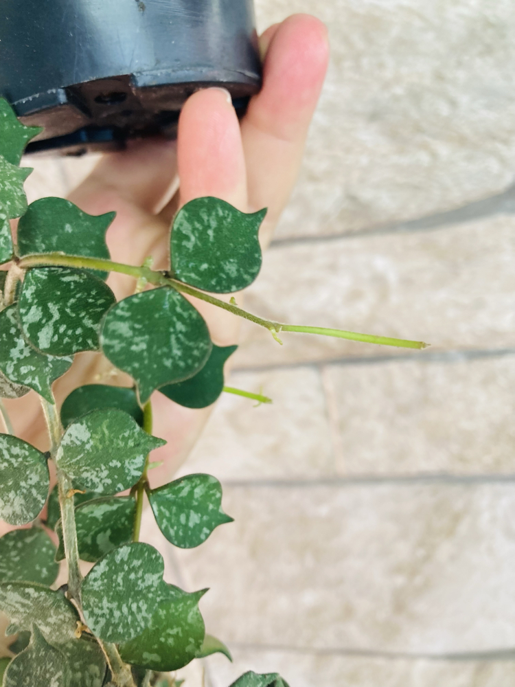 Hoya curtisii (büyük boy)