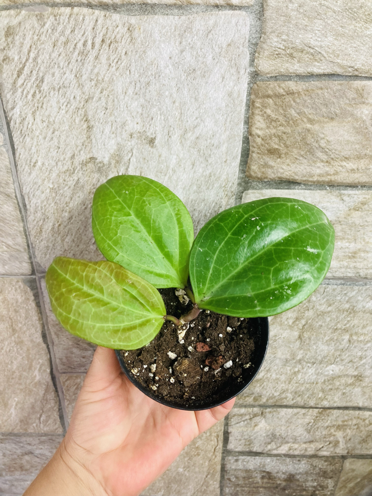 Hoya sarawak cream