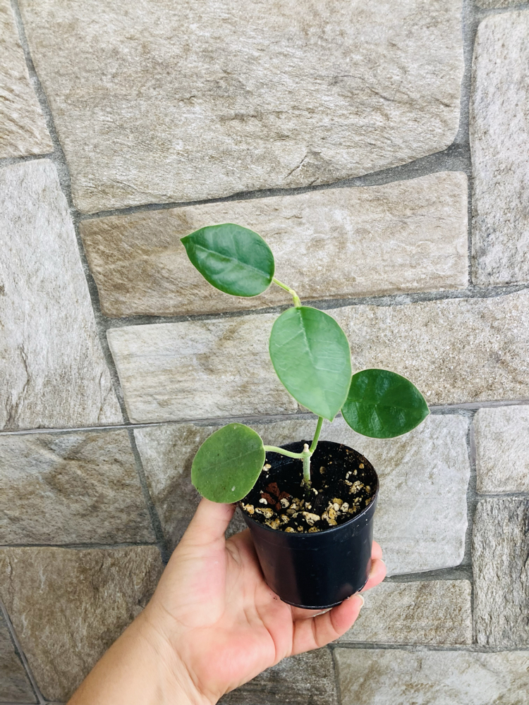Hoya lautarbahii
