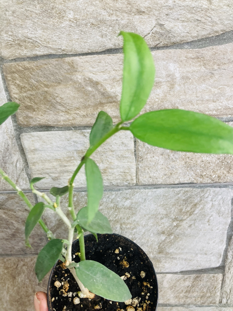 Hoya burmanica