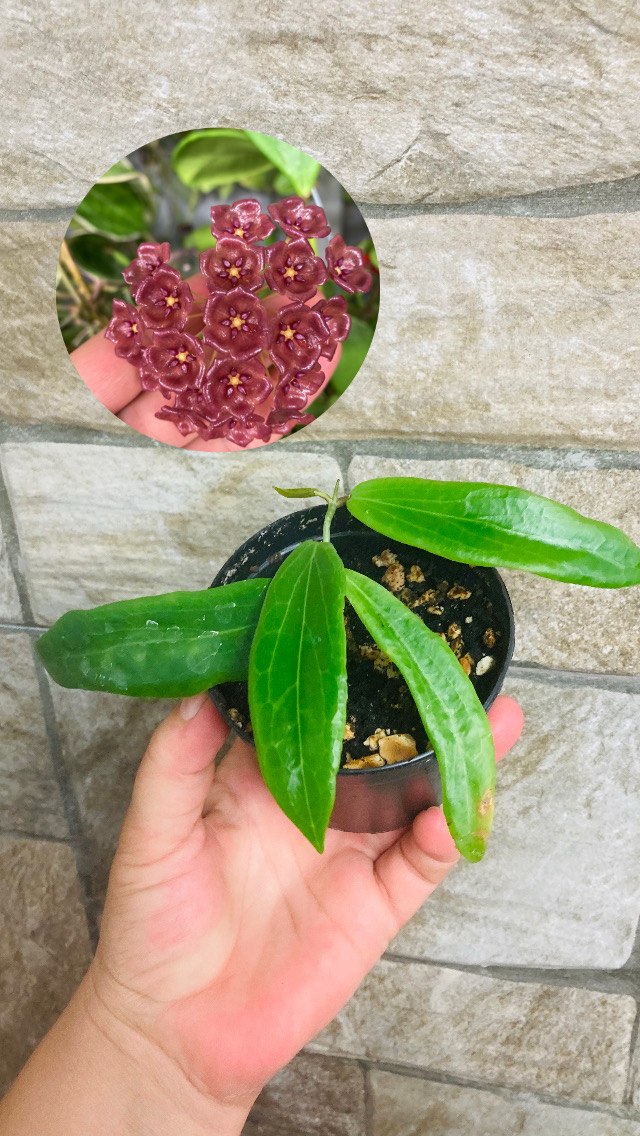 Hoya siariare red