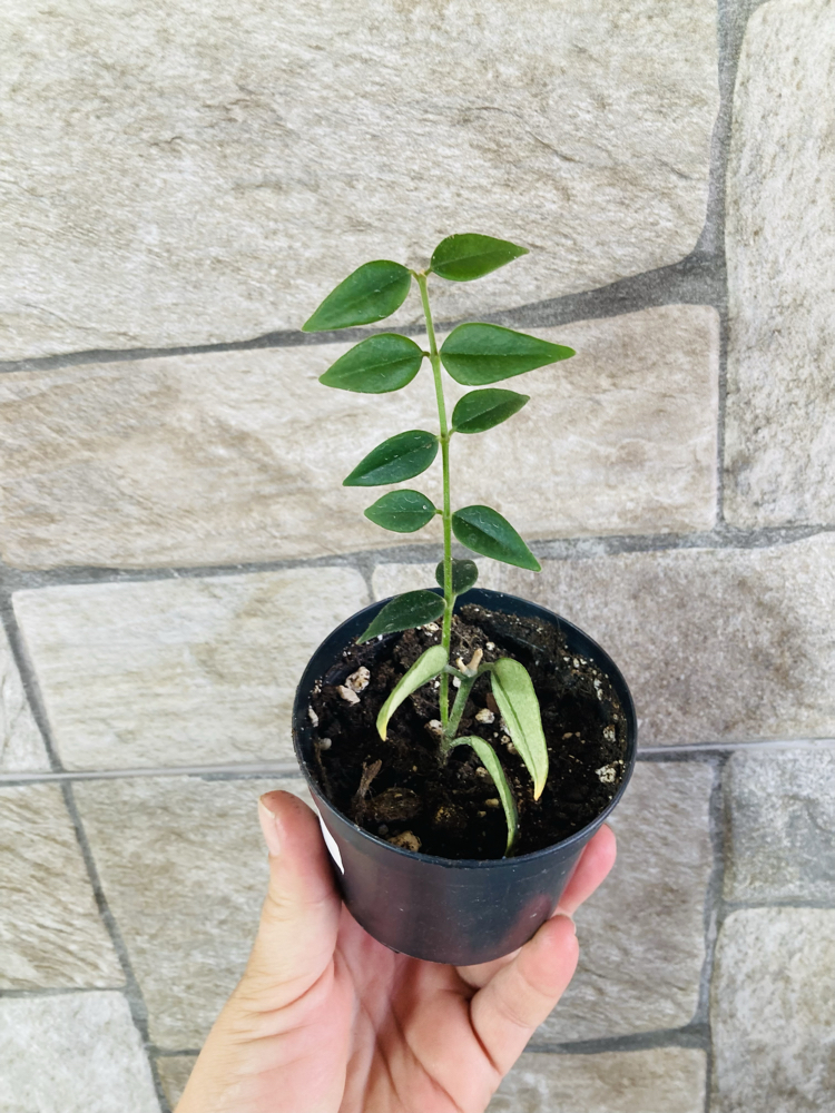 Hoya bella 