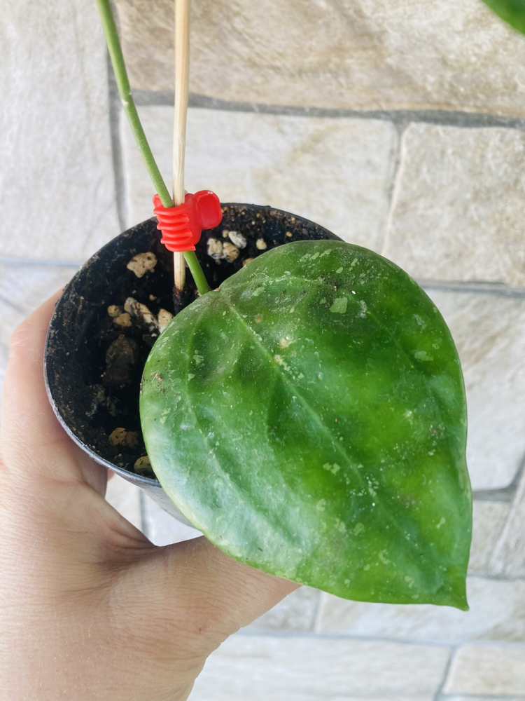 Hoya macrophylla snow queen