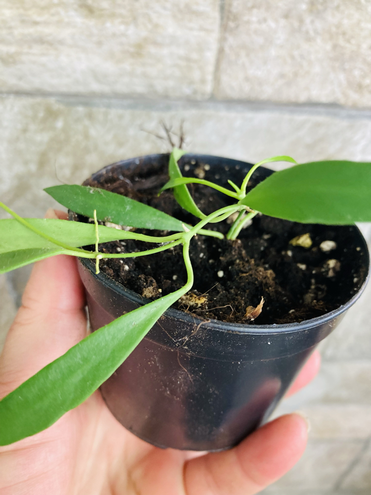 Hoya odetteae x tsangii 