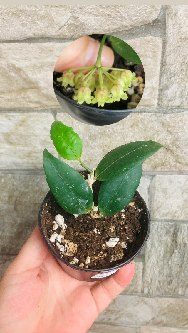 Hoya amicabilis 