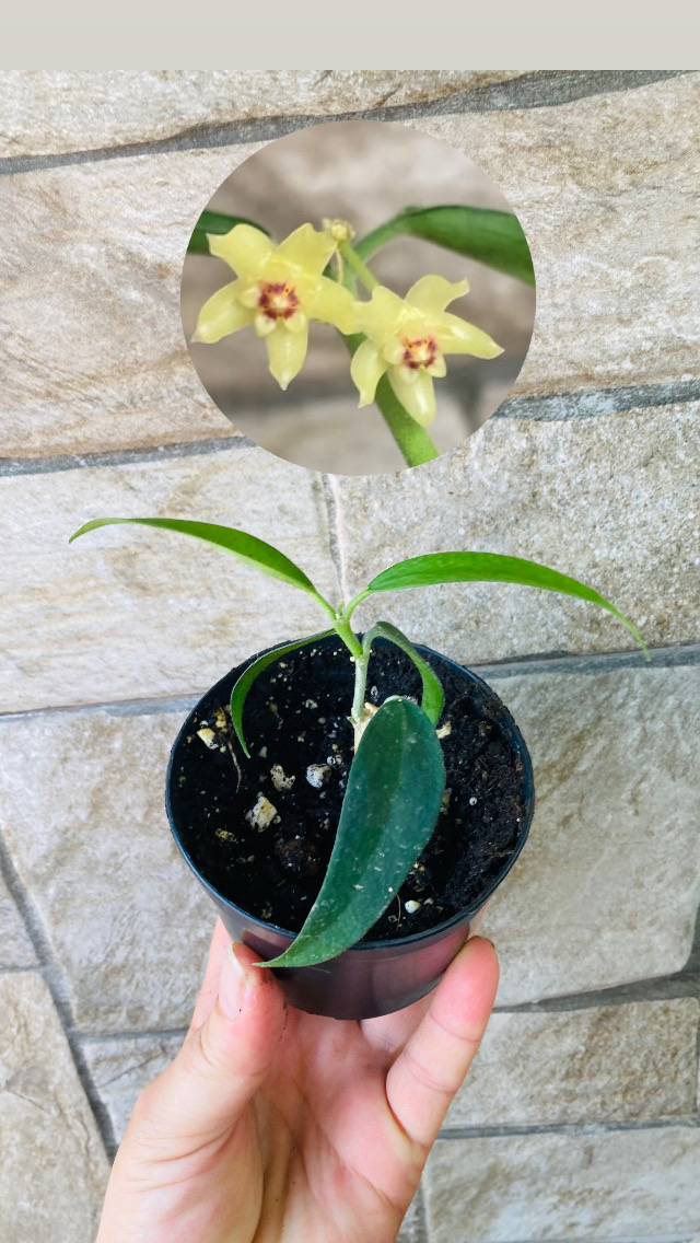 Hoya burmanica 