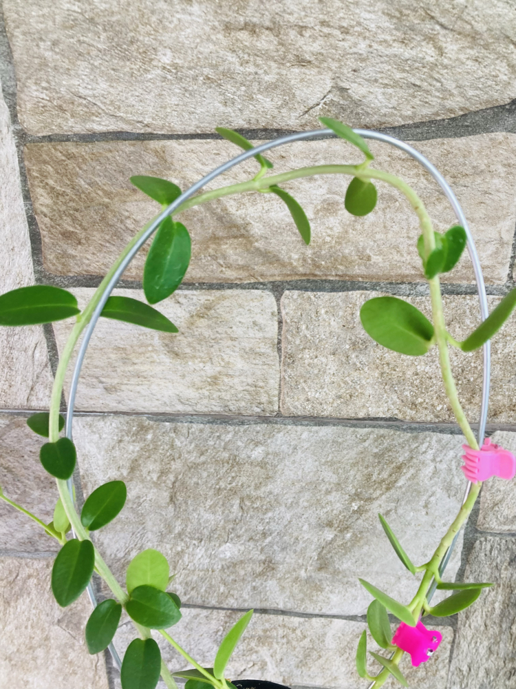 Hoya cummingiana (büyük boy)