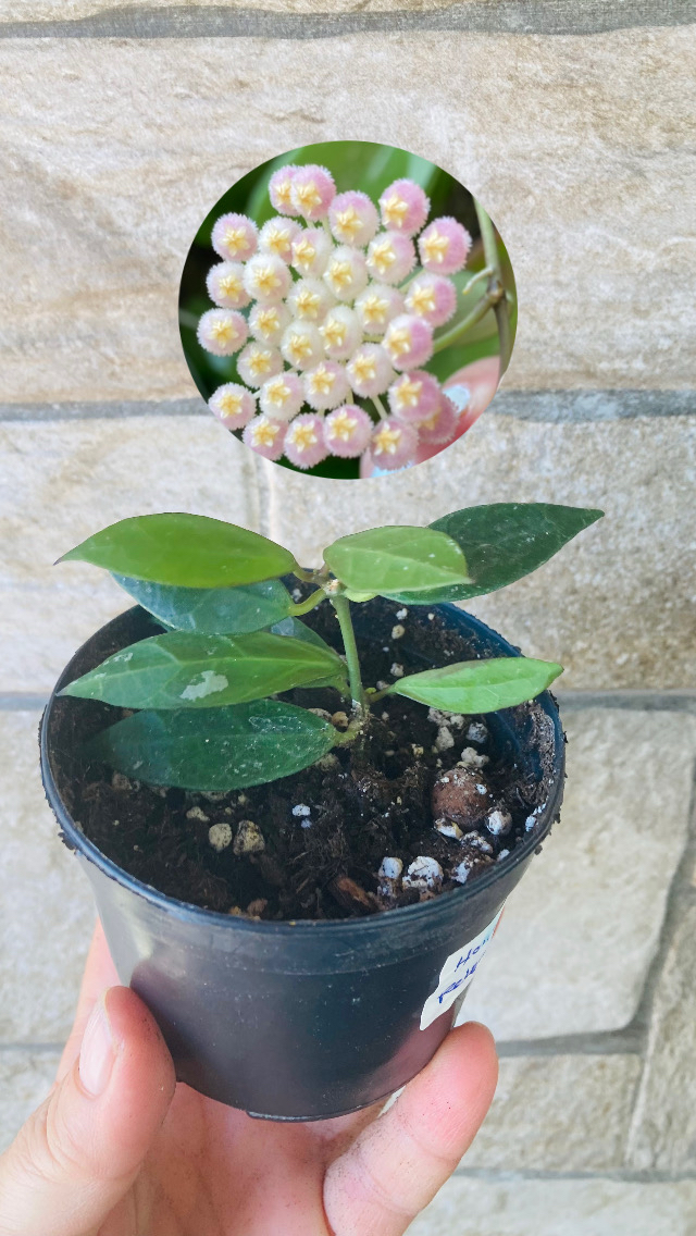 Hoya rebecca 