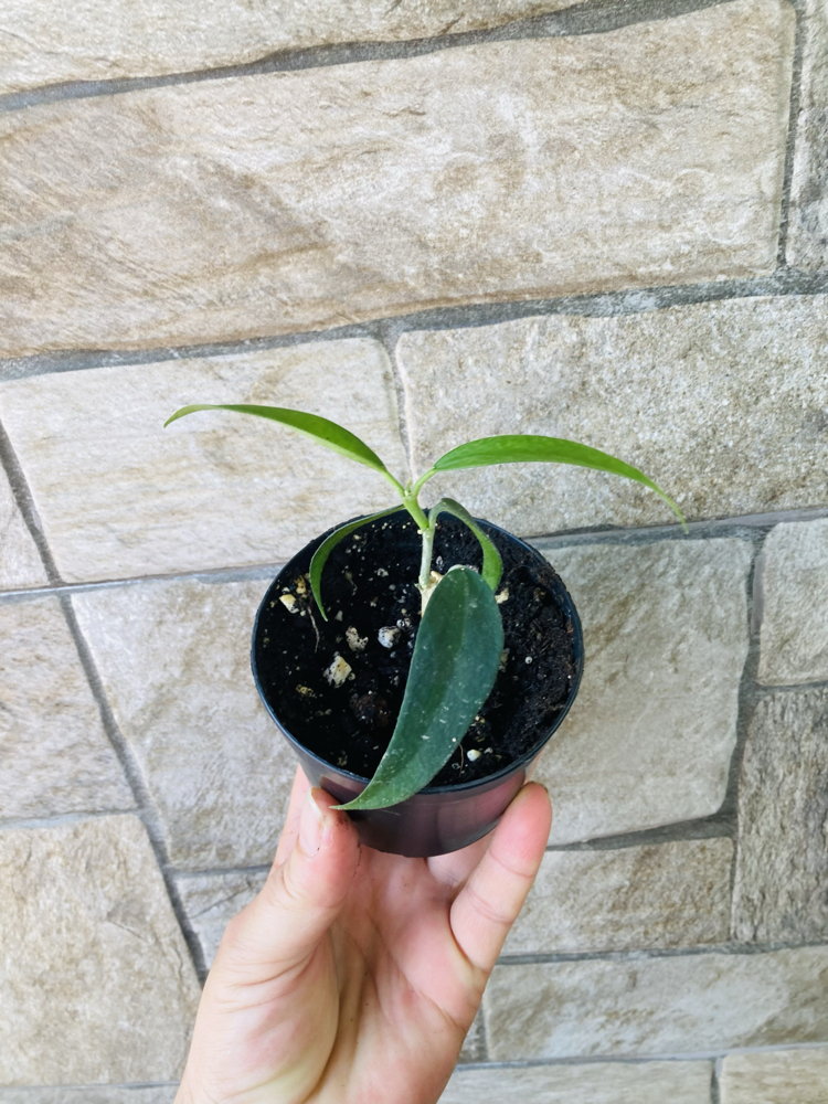 Hoya burmanica 