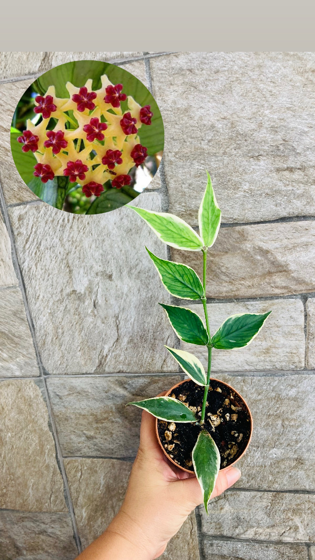 Hoya polynuera variegate