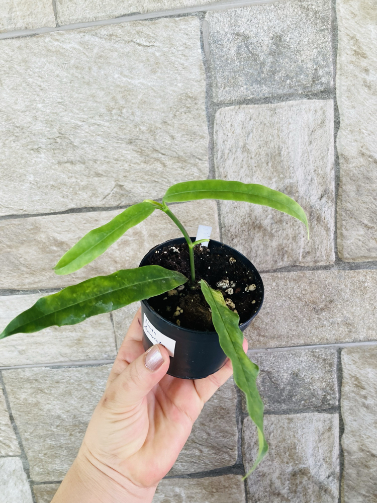 Hoya Amriata 