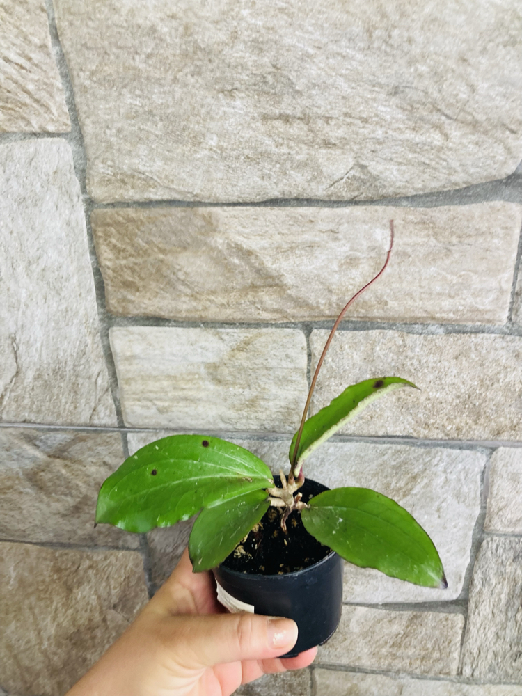 Hoya erythrina nara purple 
