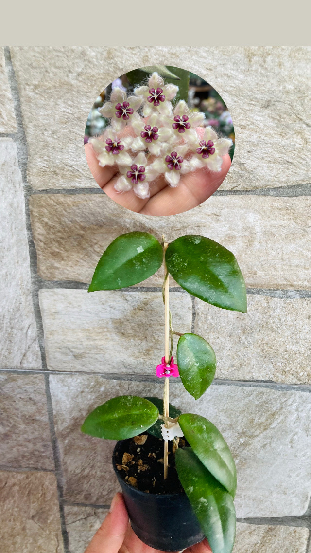 Hoya caudata sumatra 
