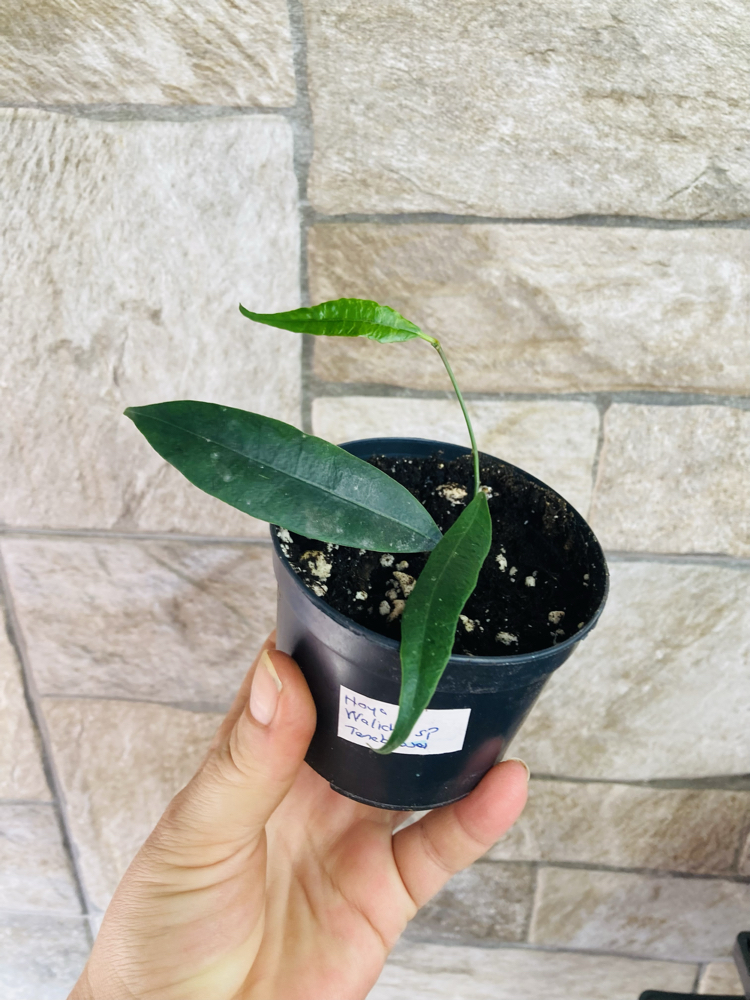 Hoya wallichii ssp tenebrosa slm 02