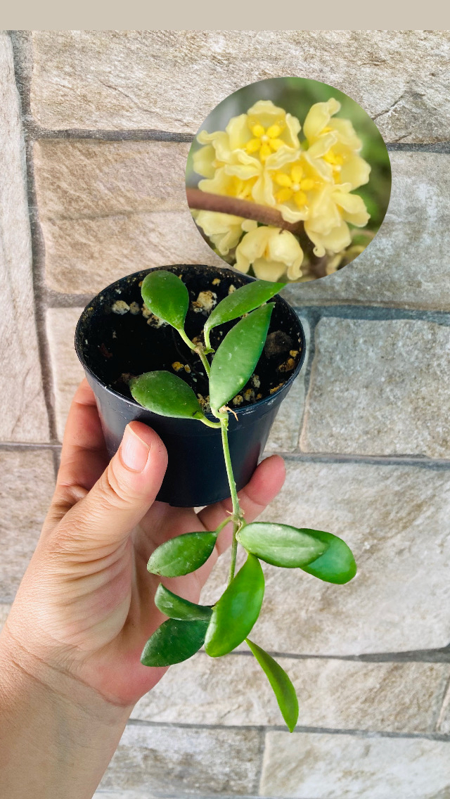 Hoya cv noona 