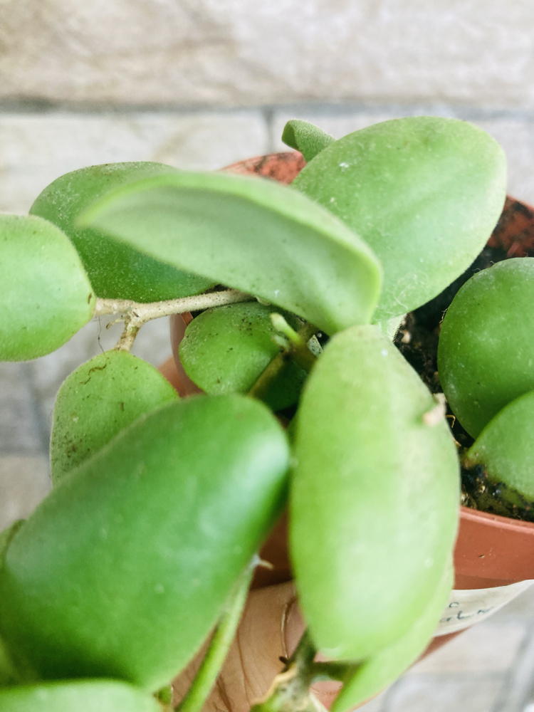 Hoya brevialata 
