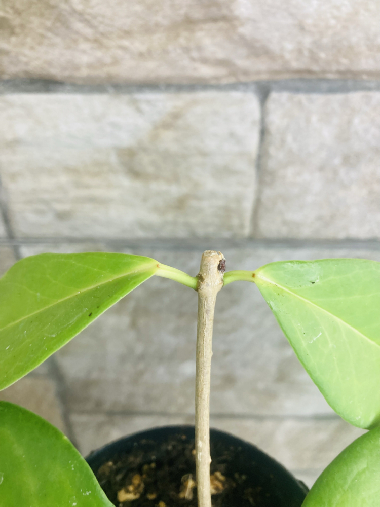 Hoya ut 030