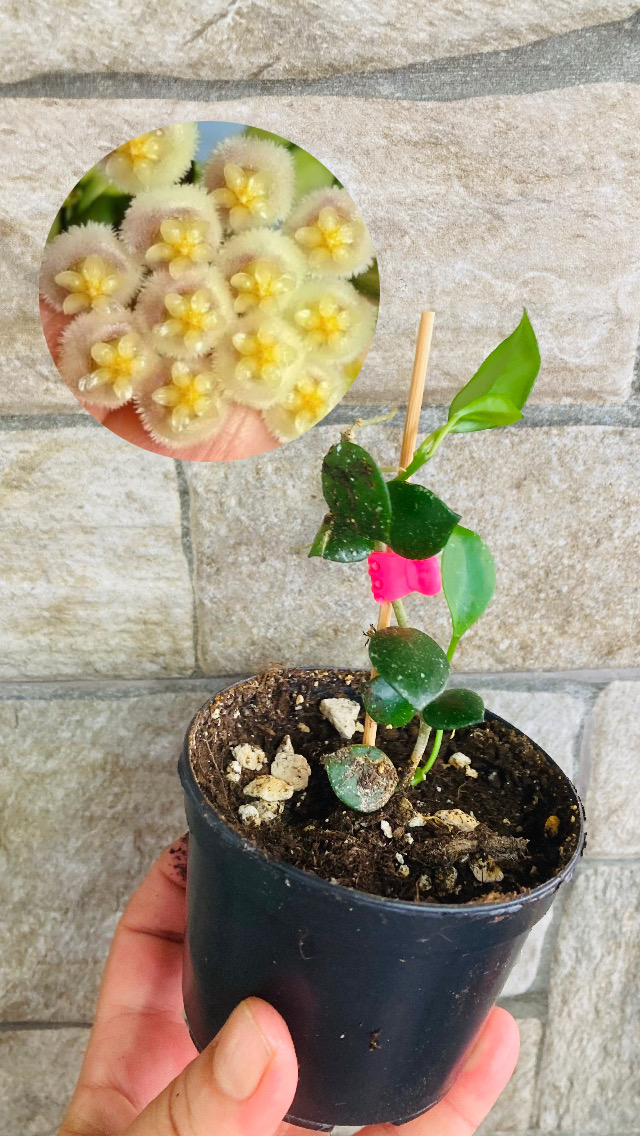Hoya fraser hills