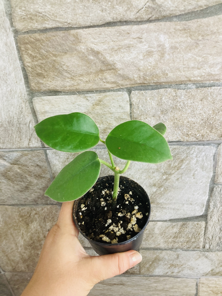 Hoya gigas
