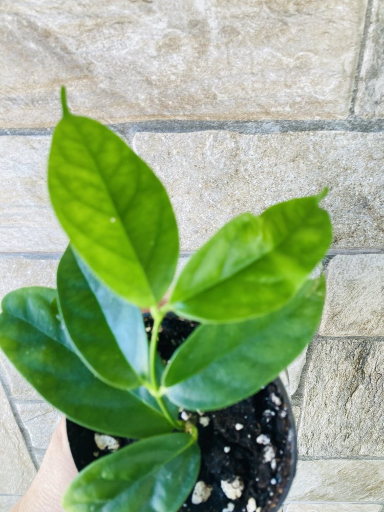 Hoya campanulata 