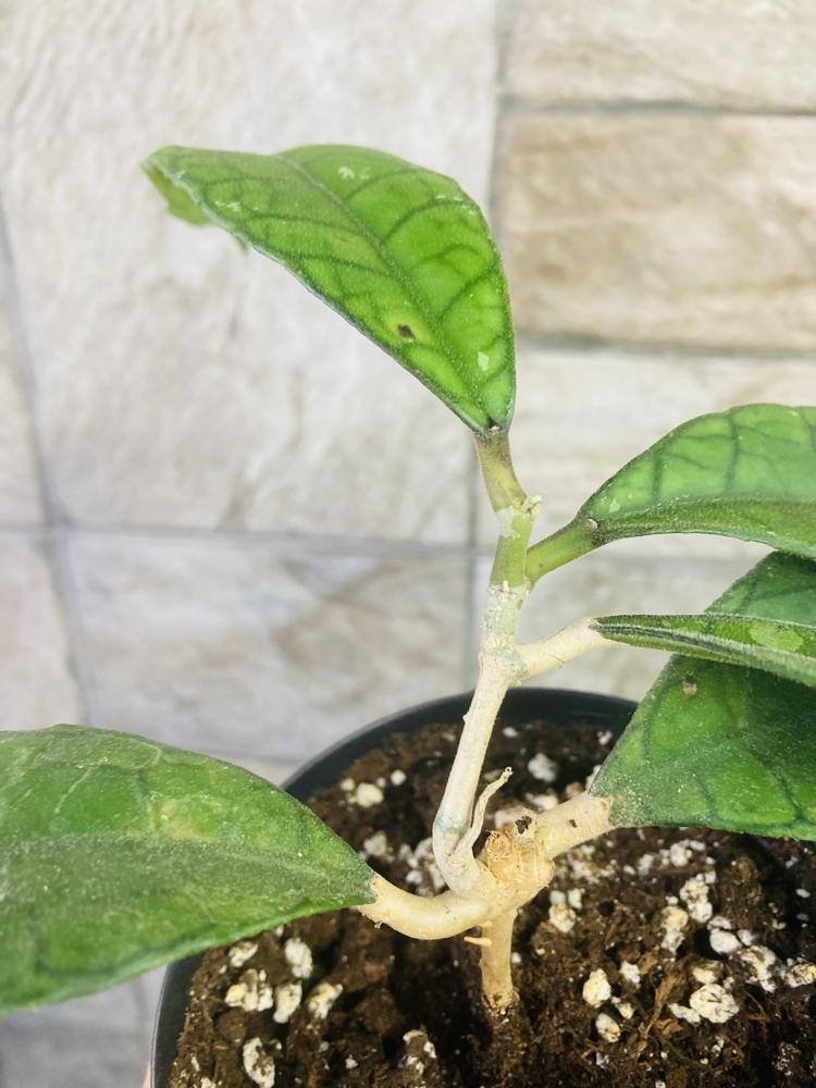Hoya finlaysonii 