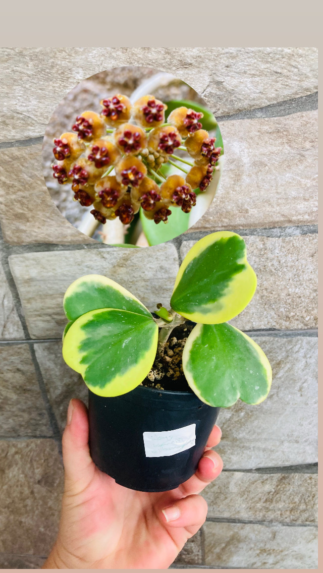 Hoya kerrii